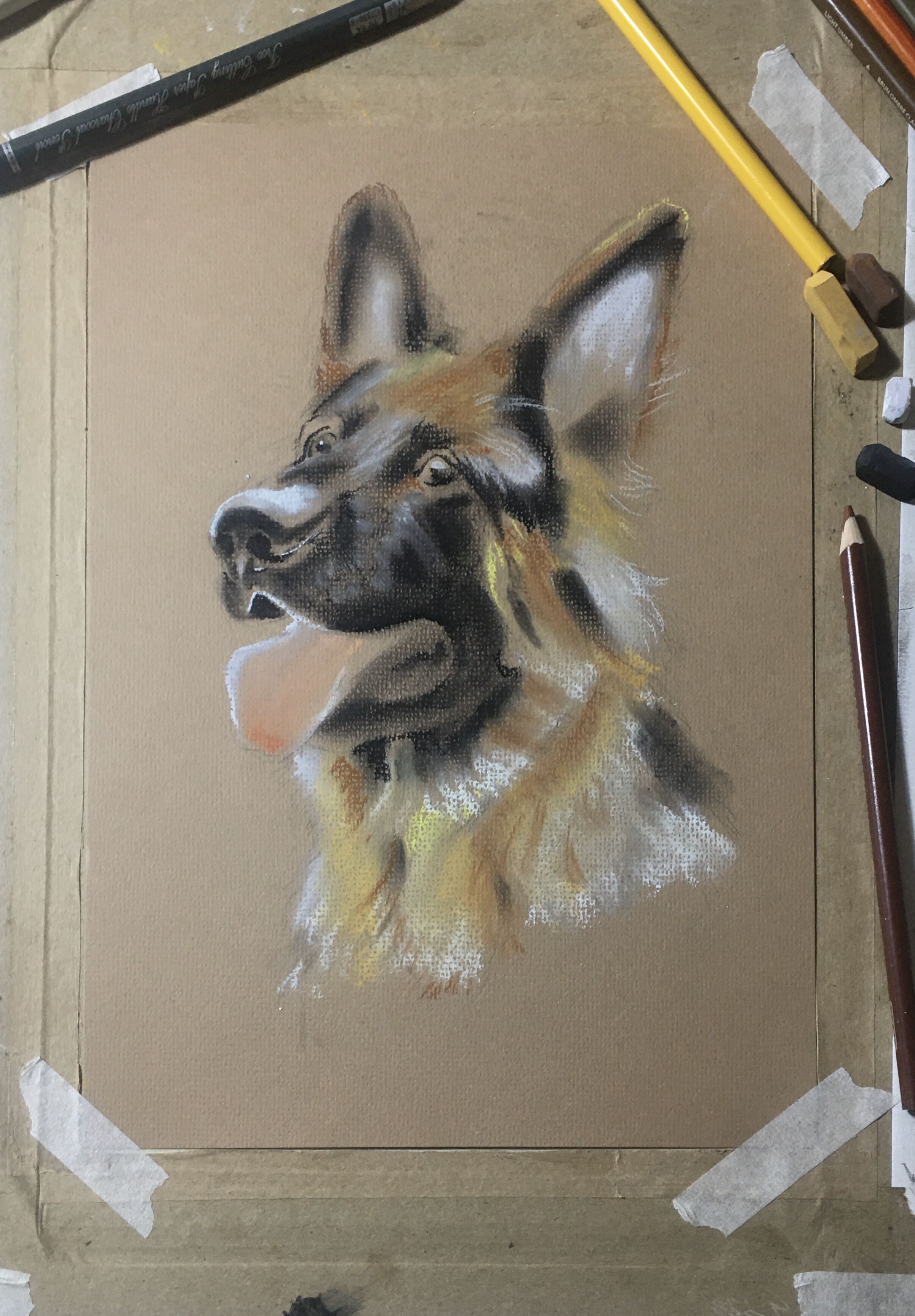 写实彩铅中华田园犬,德牧彩铅画法步骤