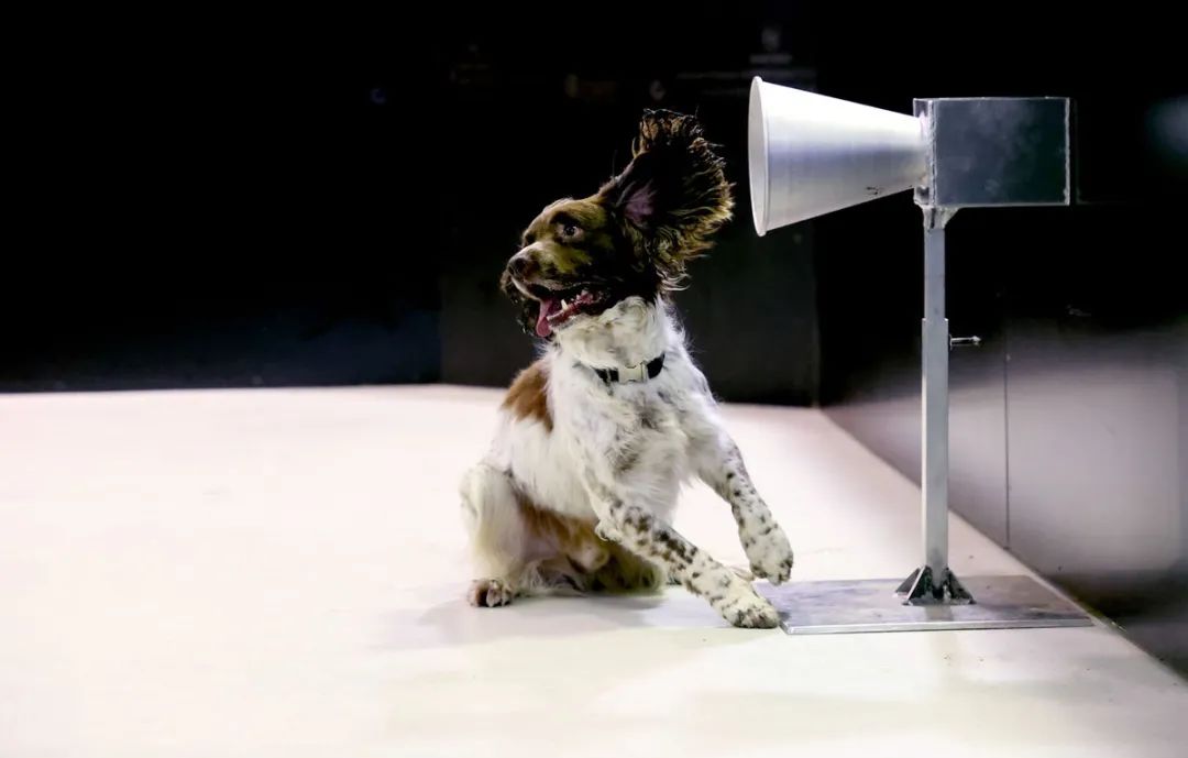 核酸检测太麻烦?10秒出结果的狗狗牌新冠探测器了解一下