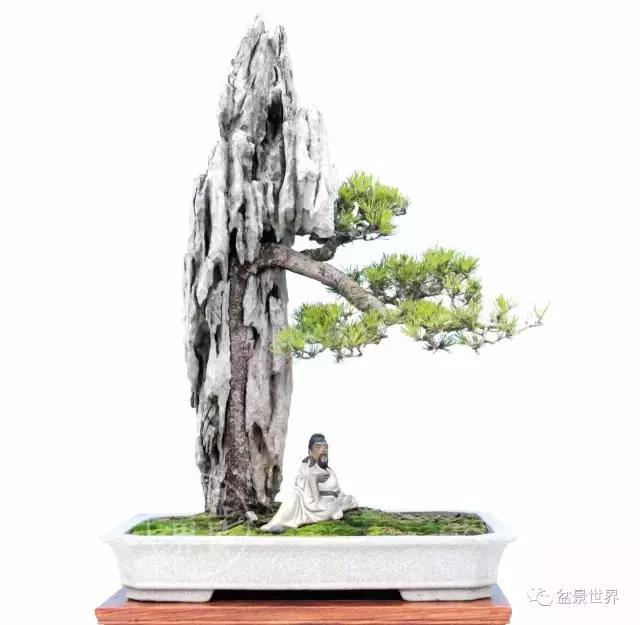 松树盆景经典大片,大斜杆式盆景得金奖作品松树