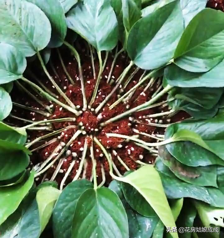 绿萝在长期阴暗环境下下垂打蔫,绿萝叶子下垂发蔫及时补救方法