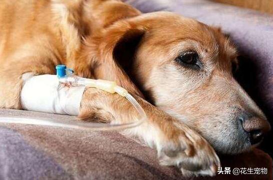 狗狗牙龈发白是贫血吗吃什么药,狗狗贫血牙龈颜色