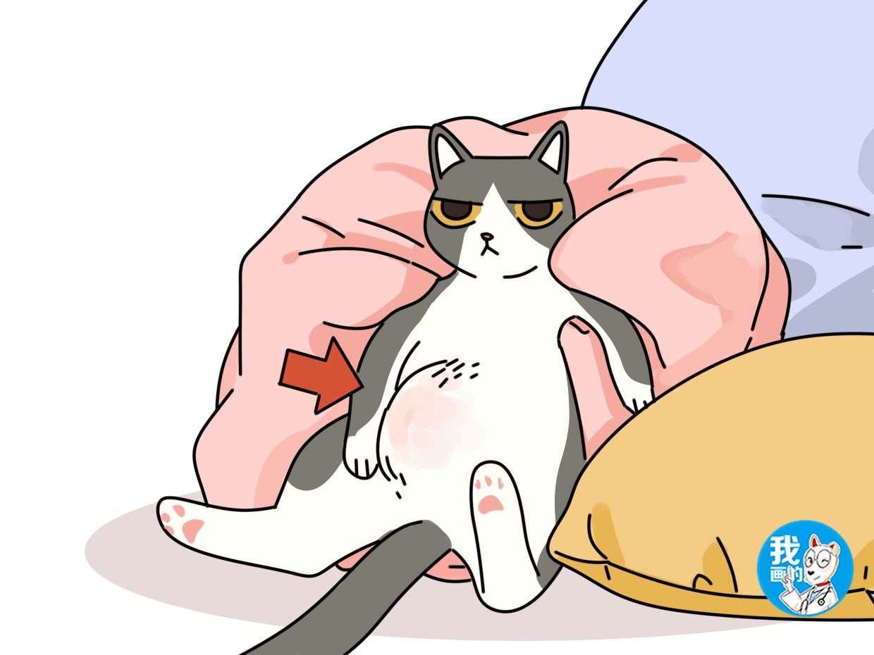 辟谣:猫咪肚子下有块赘肉是胖的吗?所见的胖或许不是胖