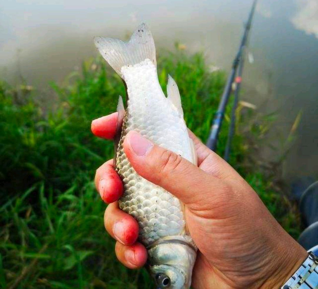 台钓子线双钩被禁止吗,台钓双钩禁忌
