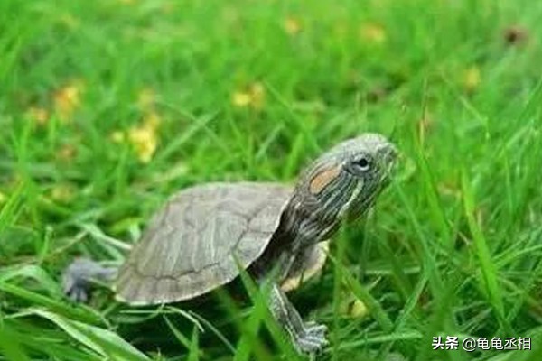 秋季养龟注意事项,新手养乌龟需要注意哪些事项