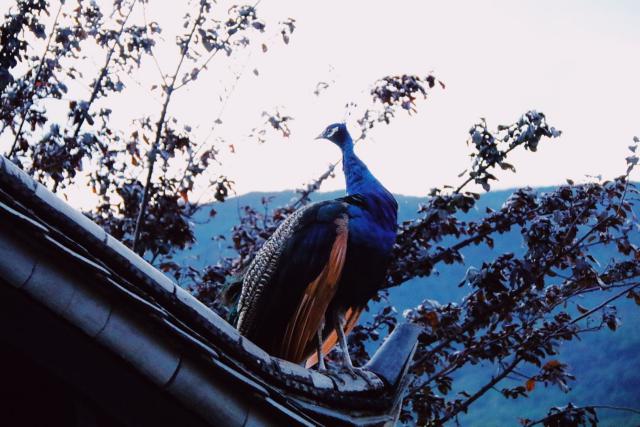丽江束河看玉龙雪山的最佳酒店,丽江束河住宿推荐