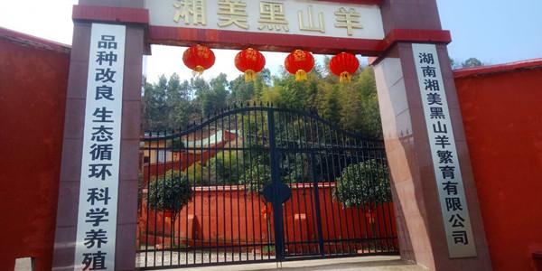 黑山羊养殖技术视频光盘购买,努比亚黑山羊养殖视频