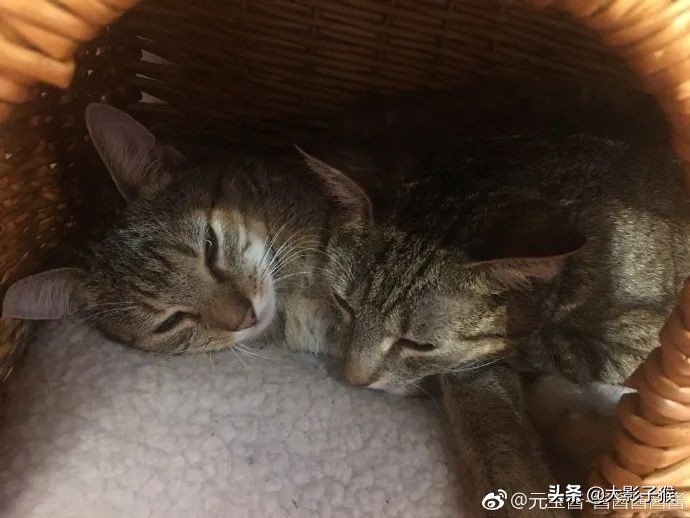 昨晚，我家猫叼来了一件蕾丝内衣…