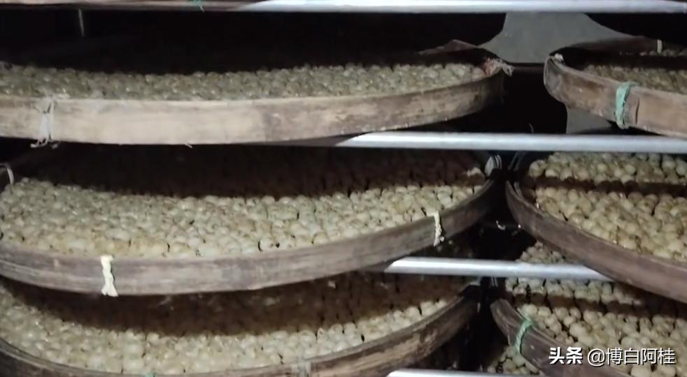 中国桂圆之乡,农人优选广西博白桂圆