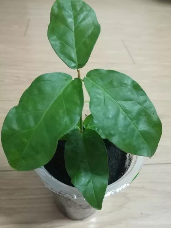 塑料瓶绑在月季上能生根吗视频,水扦插适应哪些花卉