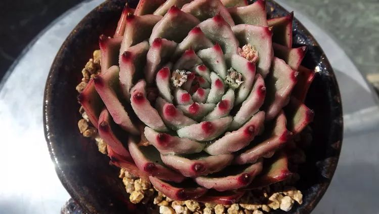 爱机车,爱多肉,宝妈花姐的诗和远方