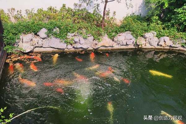 了解一下锦鲤鱼的饲养方法,养小锦鲤鱼的技巧和方法