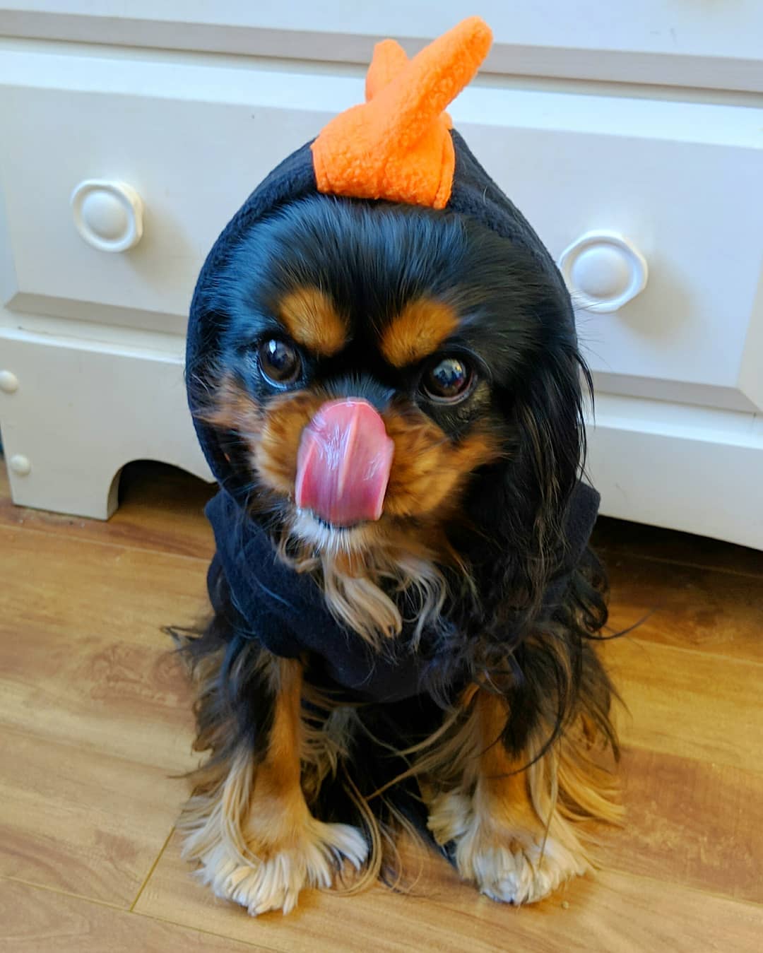 听说所有的狗会跟主人越长越像,狗长得越来越像主人