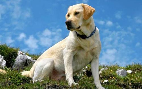 拉布拉多养狗注意事项和禁忌,拉布拉多幼犬不建议散养