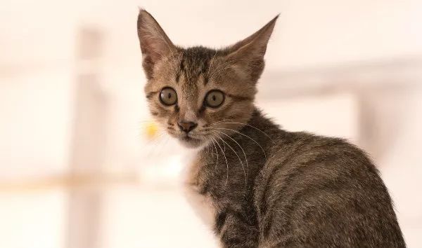 养猫得真菌头癣辟谣,养猫辟谣