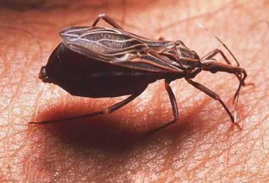 世界上最恐怖的20种虫子,世界上最恐怖的虫子无人能逃过