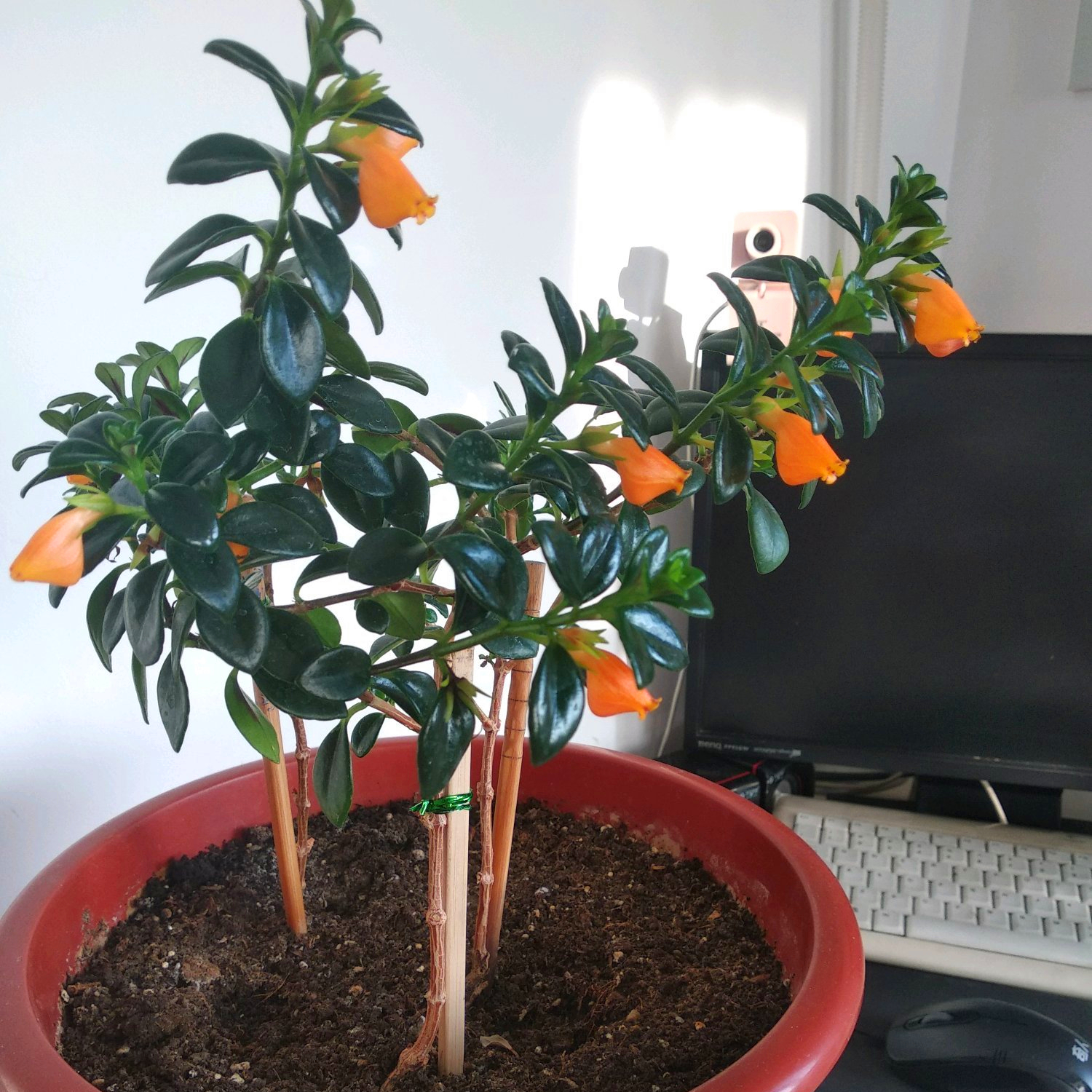 金鱼吊兰经过砍头处理后期怎么养,金鱼吊兰水养怎么长得快