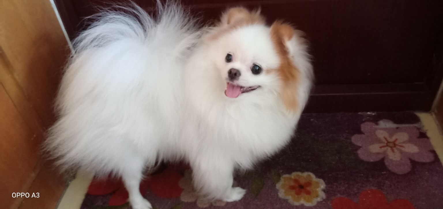 吃醋也得分颜值?博美可心吃醋漂亮比熊,狗生第一次不自信