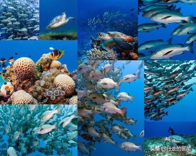 儿童画海底鱼简笔画,儿童画海底鱼的画法