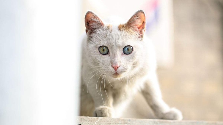 猫咪感冒发烧用啥药品,猫咪药品