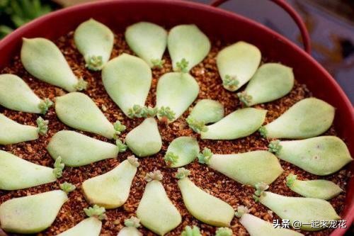从多肉上取下来的小苗该怎么做,多肉摘下来的叶片怎样繁殖