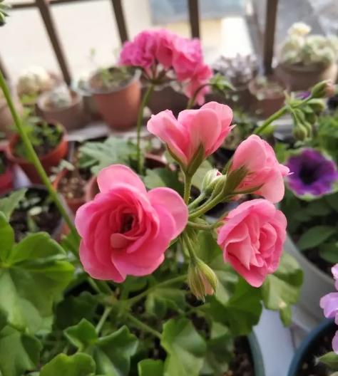 磷酸二氢钾催花正确使用方法,磷酸二氢钾花多多2号能一起用吗