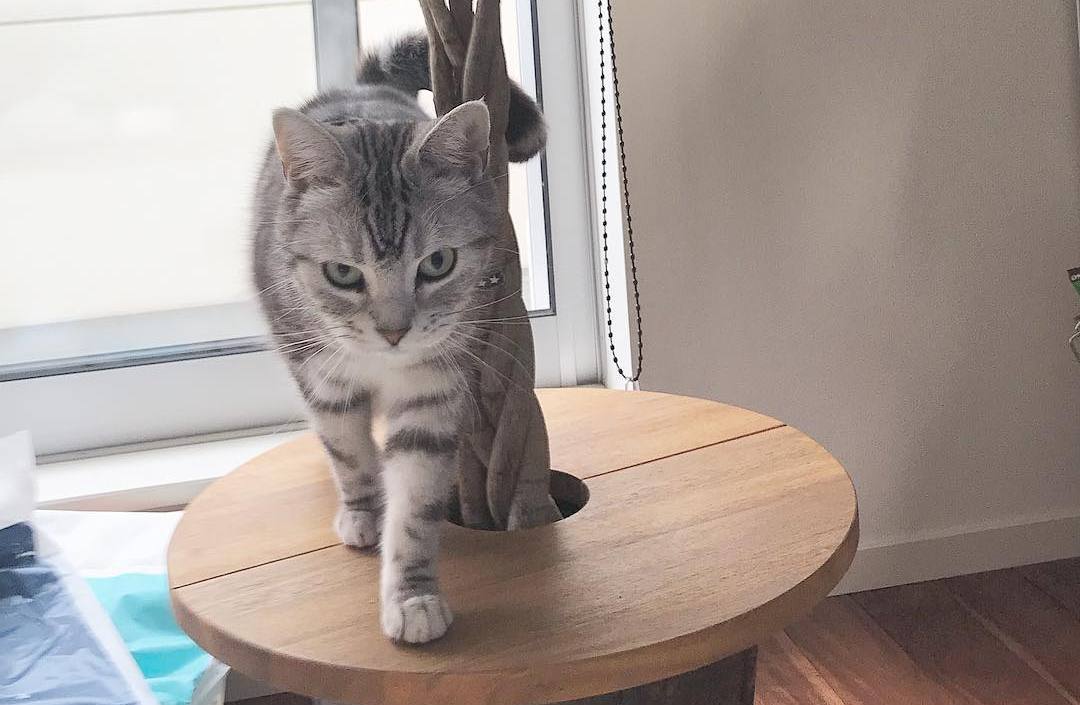 猫咪课堂：关于猫咪“膀胱炎”，看这一篇就够了