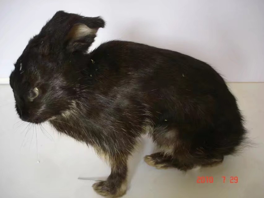 伊春市林区今昔对比,伊春六七十年代林区林场