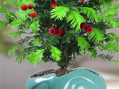 红豆杉干枯掉叶子怎么办,红豆杉干叶掉叶咋回事