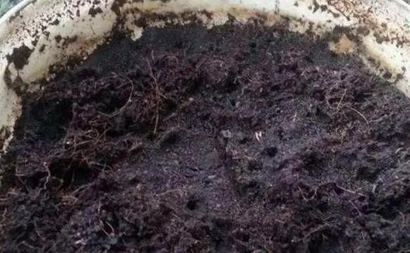 种植花草的营养土是怎么弄出来的,新手养花怎么用营养土最好