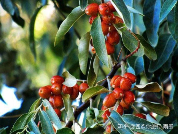 *疆新**瓜果攻略最好的季节配最美味的水果