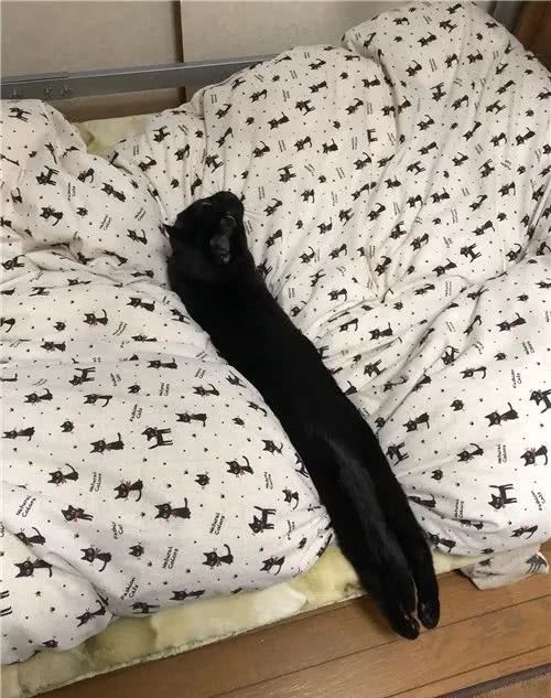 猫咪到底是什么样的猫,猫到底是个什么物种至今还是个谜