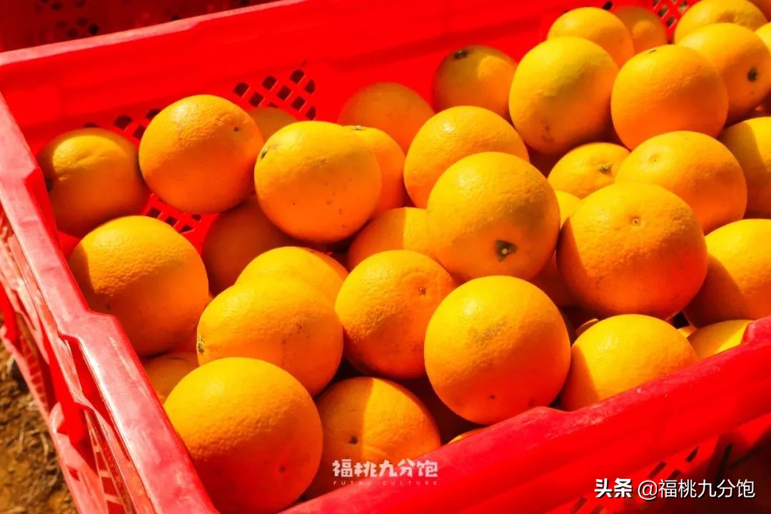 市场上卖的褚橙是真的吗,怎么区分真假褚橙2018