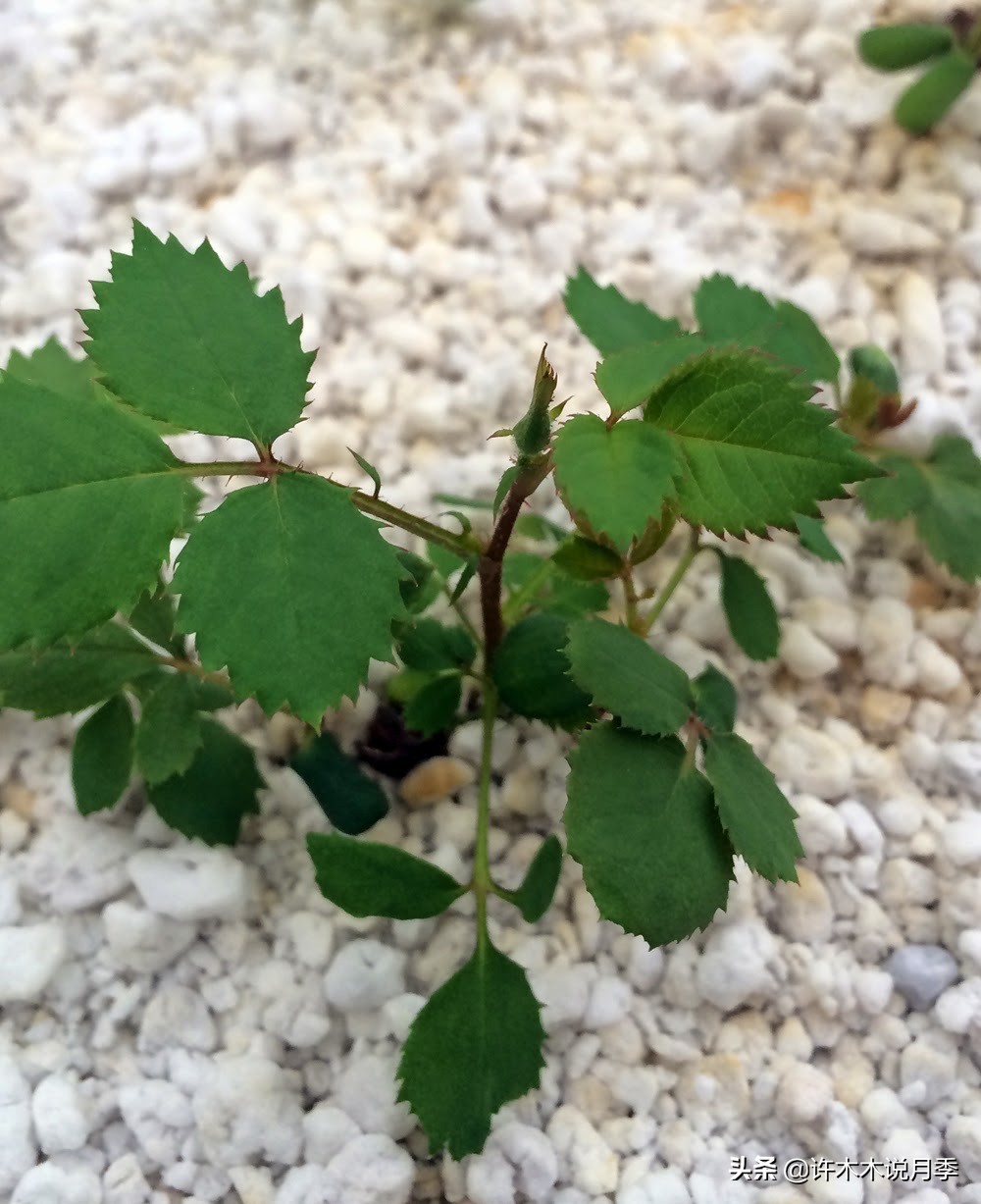月季花苗怎么种不活,月季盆栽的种植方法和注意事项