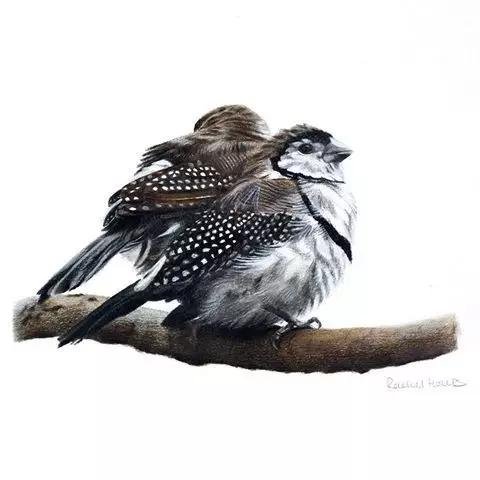 画鸟彩铅教程,画鸟彩铅