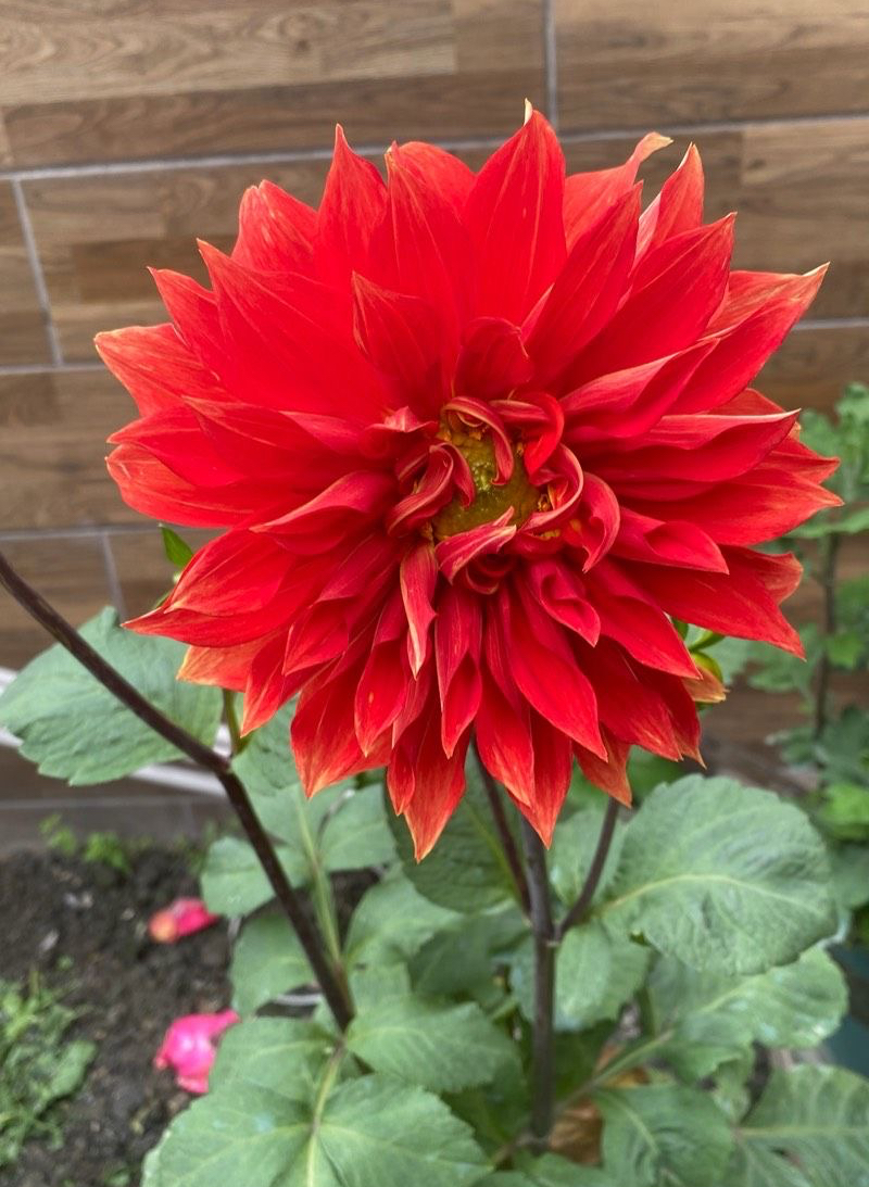 大丽花怎么养花瓶里,北方怎么养大丽花