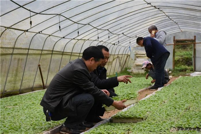遵义市县区脱贫顺序,遵义的贫困县有哪些