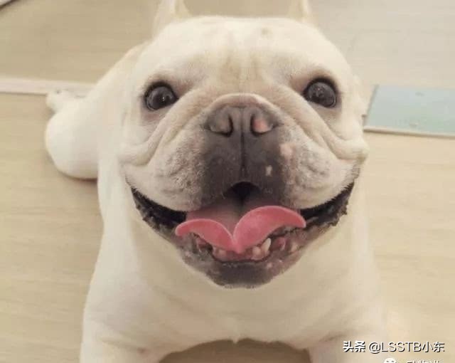 法国斗牛犬怎样才能不得病,斗牛犬掉毛严重怎么办