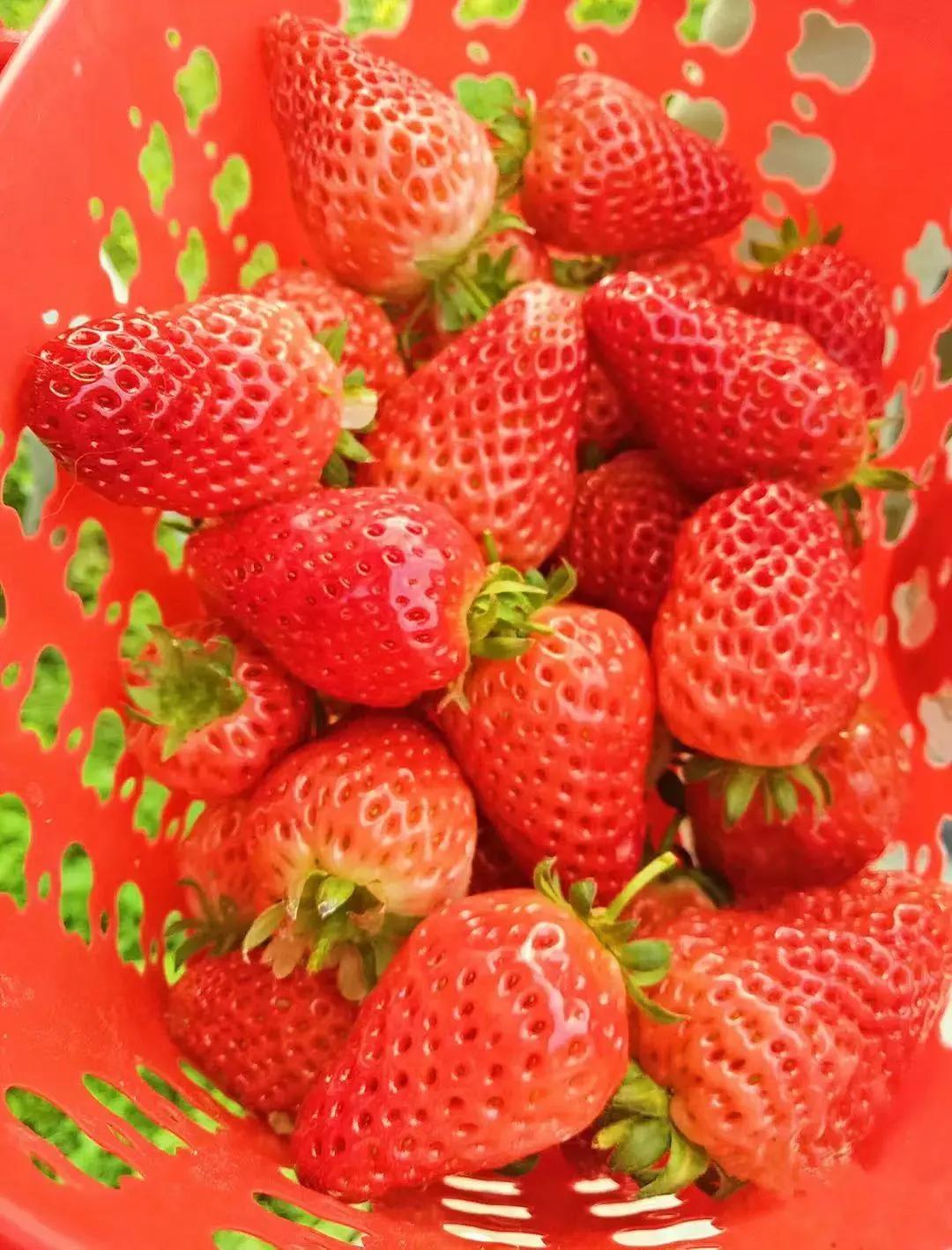 重庆大学城摘草莓的地方,重庆璧山摘草莓的地方推荐