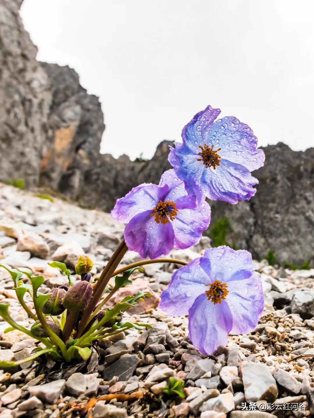 中国云南哪里好看,云南的云彩为什么好看