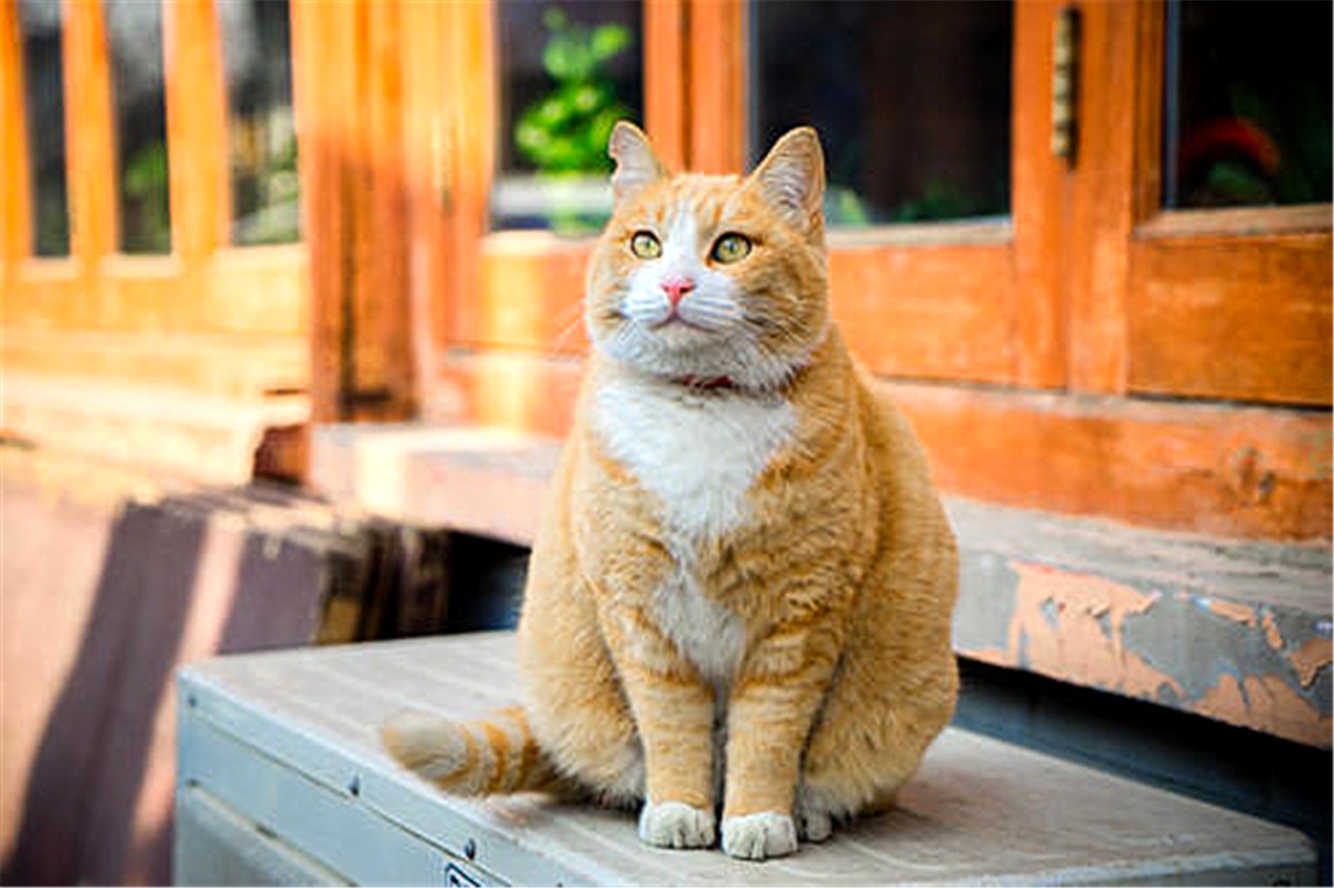 橘猫为什么不叫黄猫,橘猫不叫是什么原因