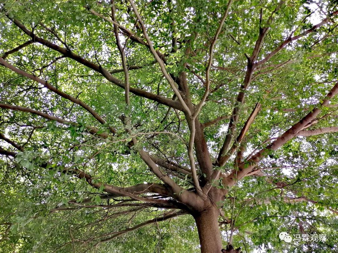 从清茶中飘出来的悠美短文！（文化观察之一O三）