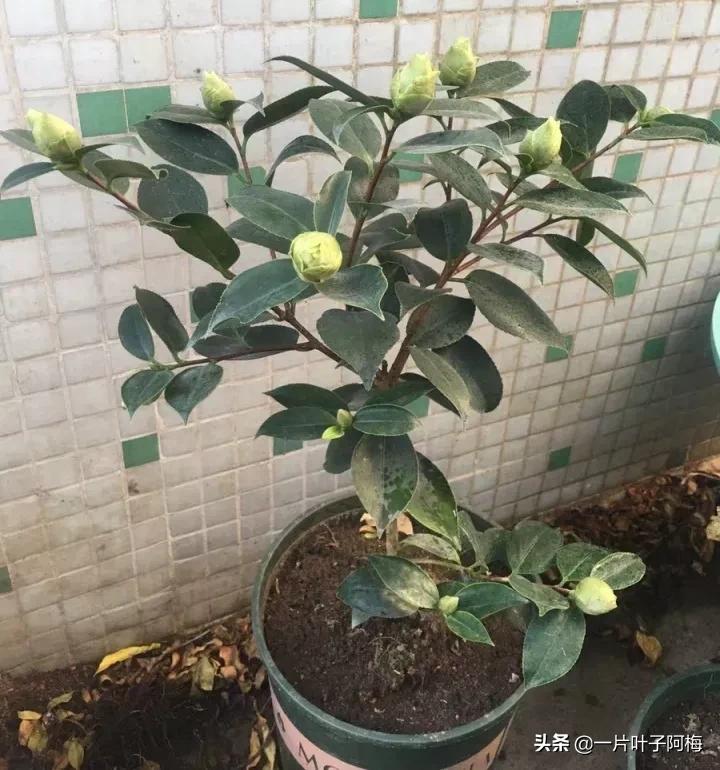 红花配绿叶才更显花的妩媚和娇贵,红花配绿叶什么花没有绿叶