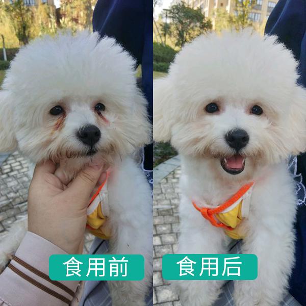 贵宾犬吃什么牌子的粮,贵宾犬吃什么狗粮合适