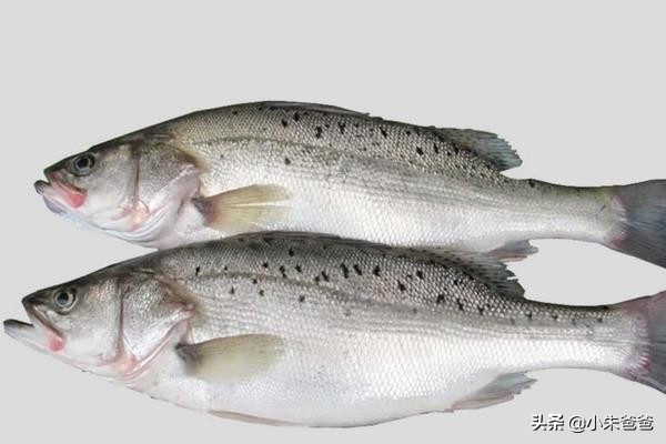 宝宝吃鱼的正确方法和注意事项,宝宝吃鱼更聪明这样吃才更健康