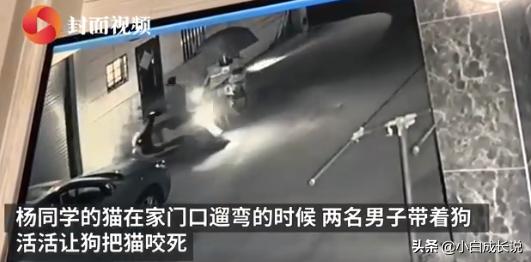 为什么虐猫会被批判,为什么现在虐猫都能上热搜