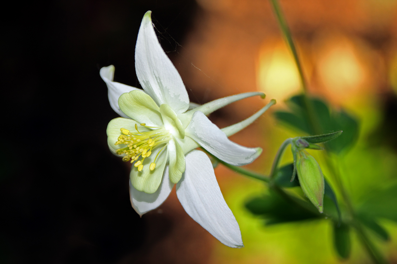 绿山墙的安妮内容概括英文,绿山墙的安妮大概解读