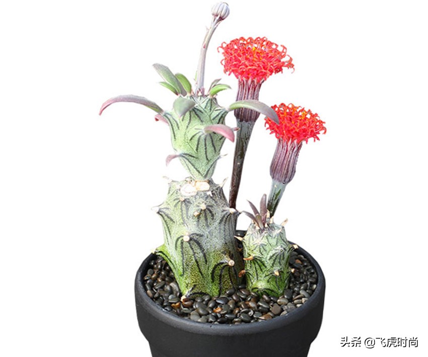 多肉哪些品种开花好看带图片,15种开花的多肉图片