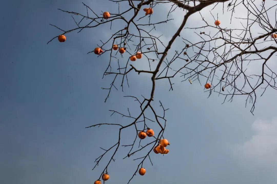霜降枯草,霜降香蜜沉沉烬如霜