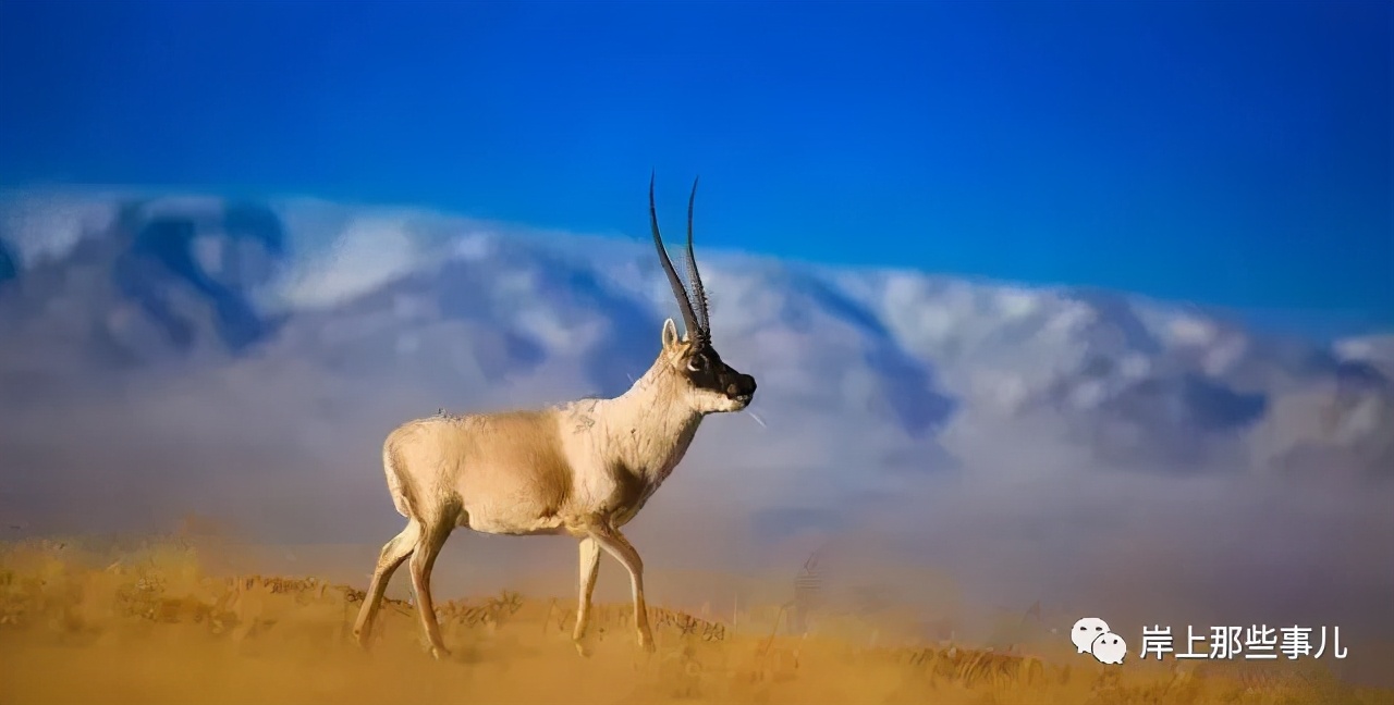 西藏林芝公务员待遇,2022年西藏公务员工资平均多少