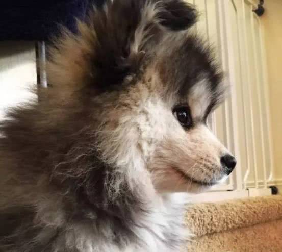 博美被二哈生下高颜值小狗,二哈和博美的孩子